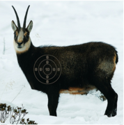 Jagdscheibe Öst.GAMS.86x122+Spiegel10STk.